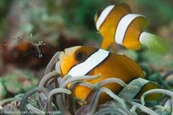 BD-160101-Malapasqua-1860-Amphiprion-clarkii-(Bennett.-1830)-[Yellowtail-clownfish].jpg